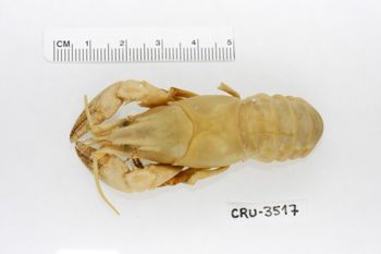 Media type: image;   Invertebrate Zoology CRU-3517 Description: Preserved specimen.;